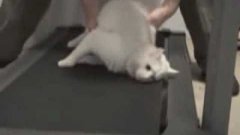 Кошка не любит тренировку