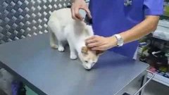 Лёгкий способ парализовать кошку