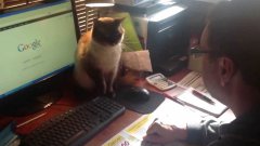 Кошка охраняет мышку