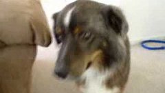 Собака приносит пиво по команде