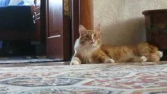 Кот ушёл горбатой походкой