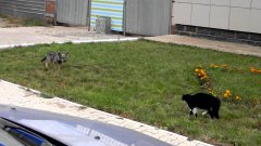 Кошка даёт хороший отпор собаке