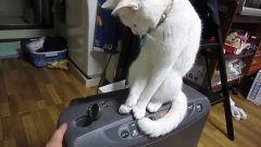 Кошка закрывает крышку